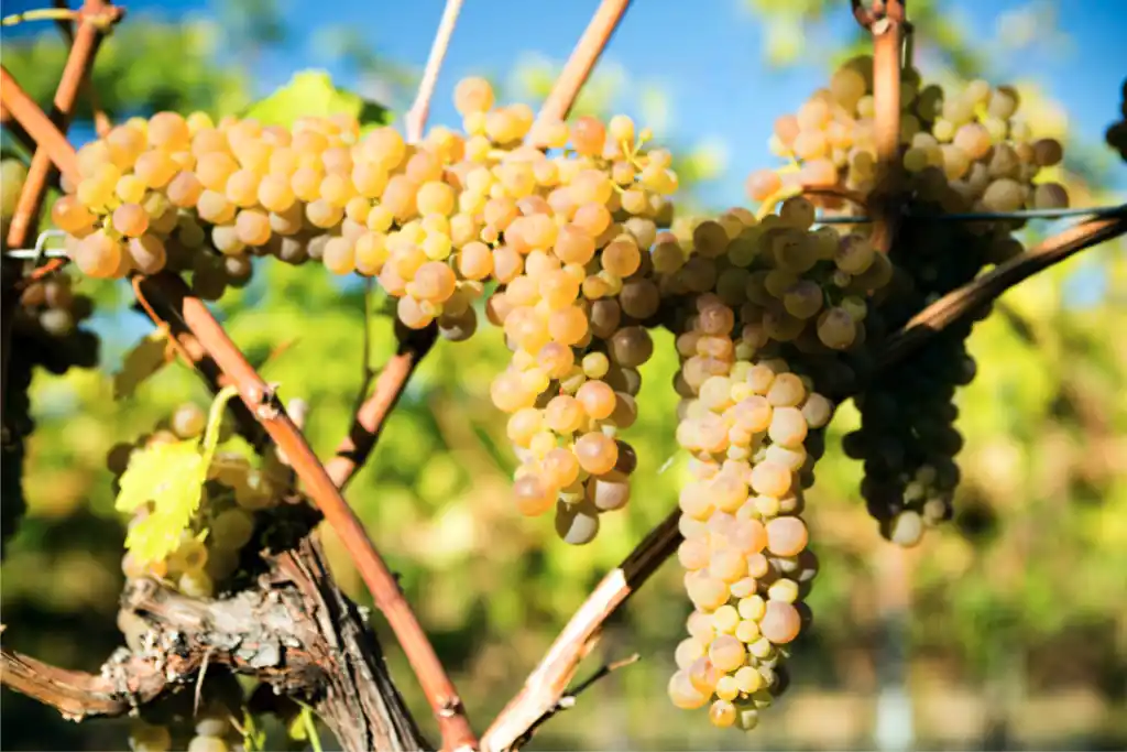 Cultivo uva viognier