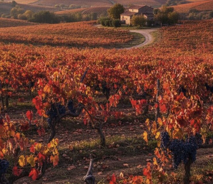 Viñas de Alicante Bouschet Garnacha Tintorera