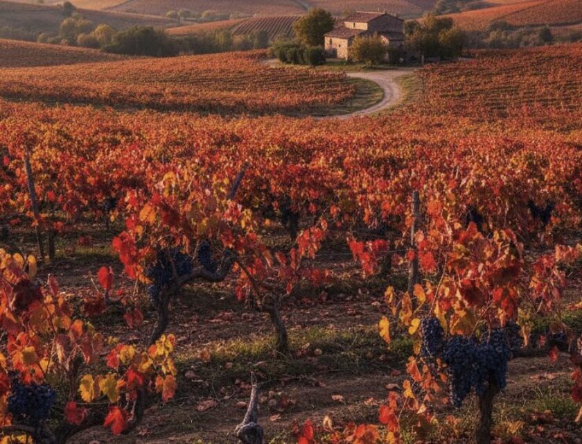 Viñas de Alicante Bouschet Garnacha Tintorera