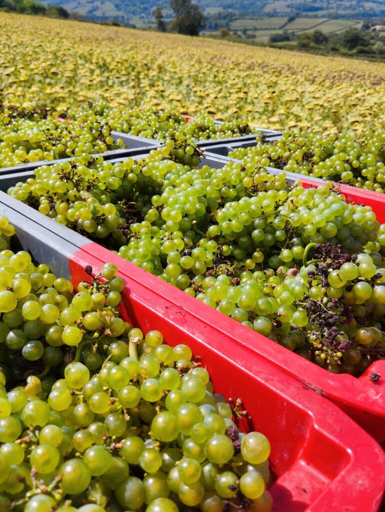 Cajas de uva moscatel en vendimia