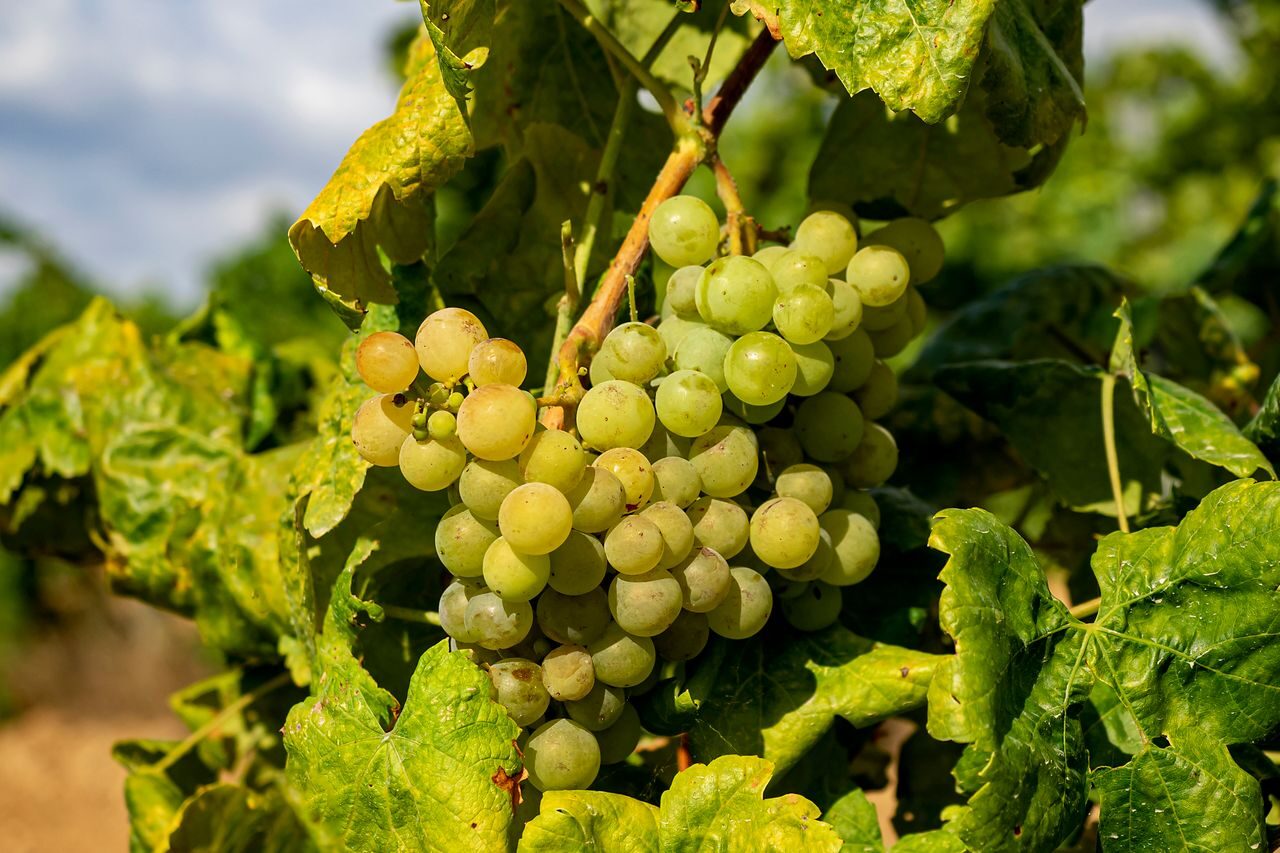 Características de la uva moscatel