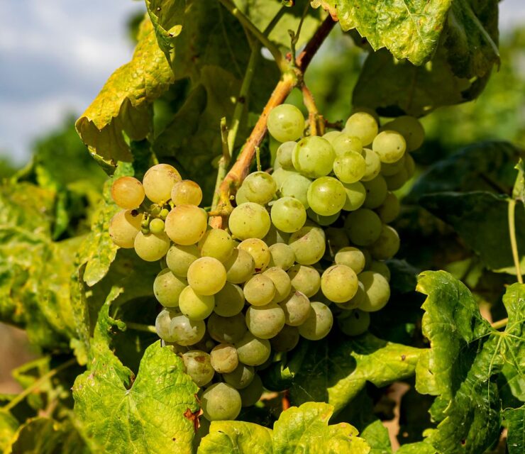 Características de la uva moscatel