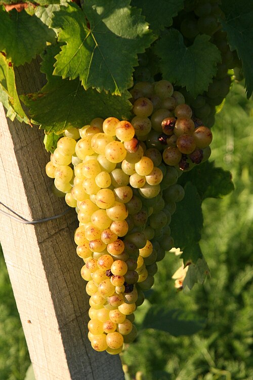 Racimo de uva moscatel de grano menudo o morisco